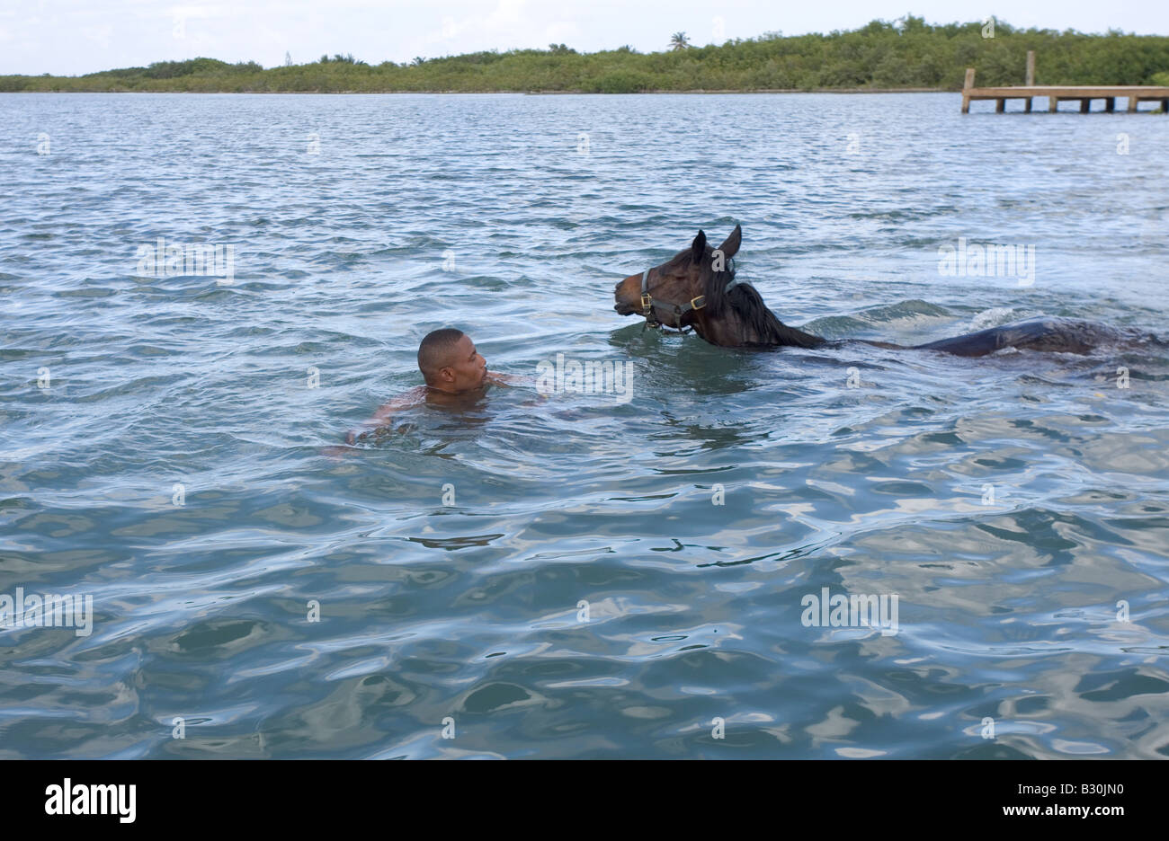 Un homme nage son cheval de course dans la lagune près de Barbuda Codrington Banque D'Images
