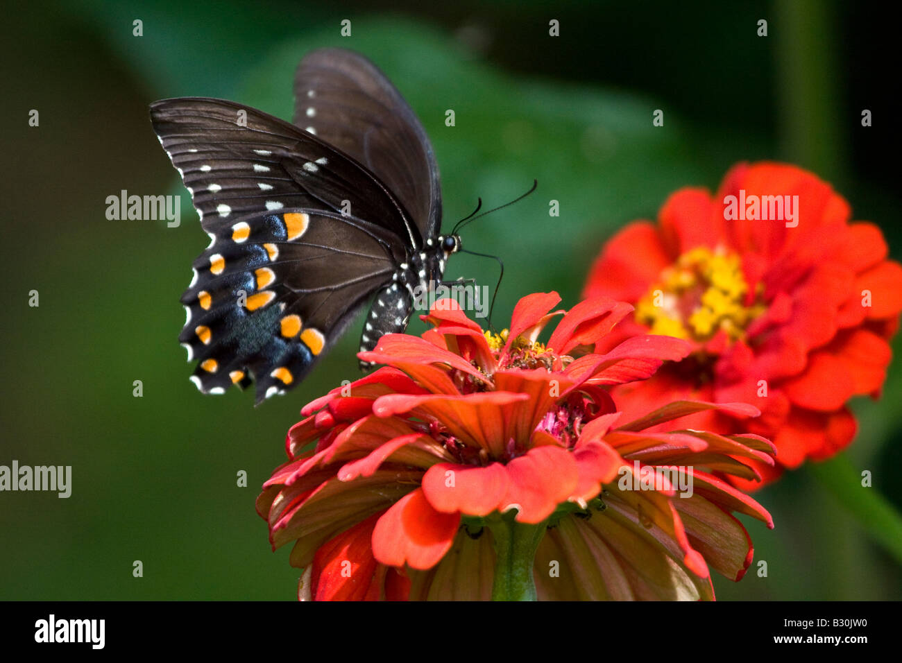 Papillon Noir sur rouge fleur zenia Banque D'Images