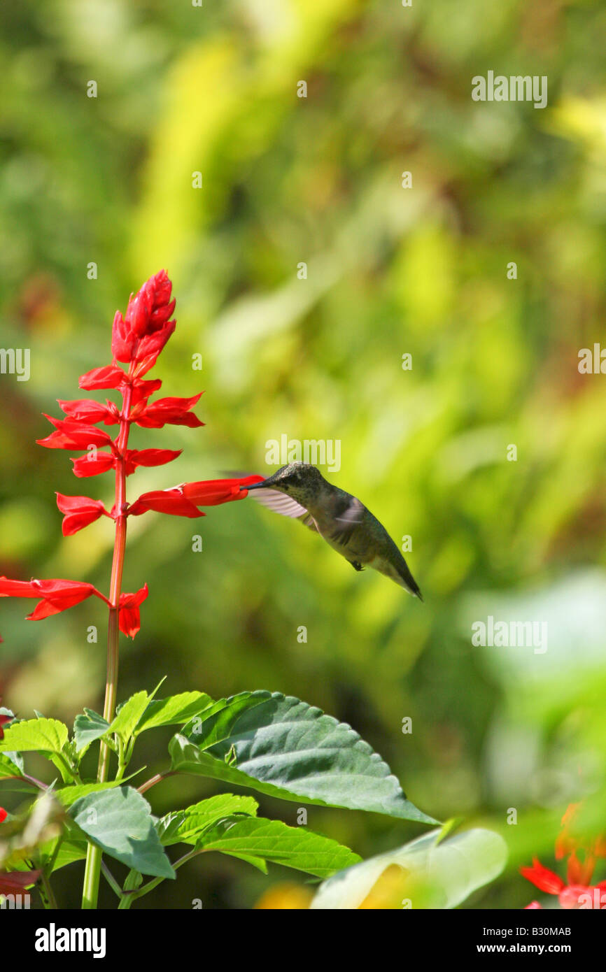 Alimentation colibri à gorge rubis Banque D'Images