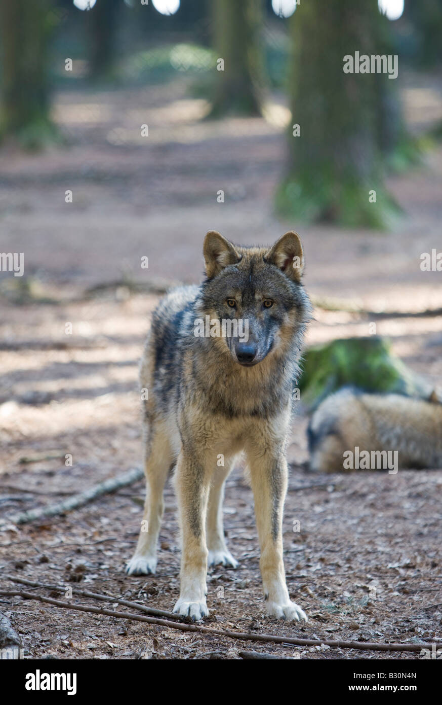 Le loup Canis lupus Allemagne Bavière Banque D'Images