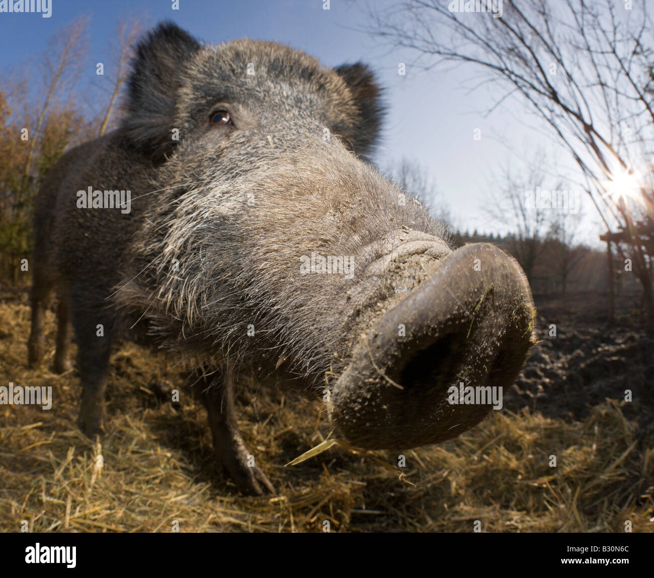 Le sanglier Sus scrofa Allemagne Bavière Banque D'Images