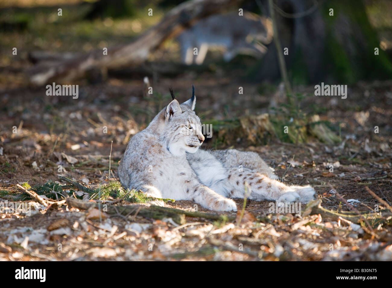 Felis lynx lynx Allemagne Bavière Banque D'Images