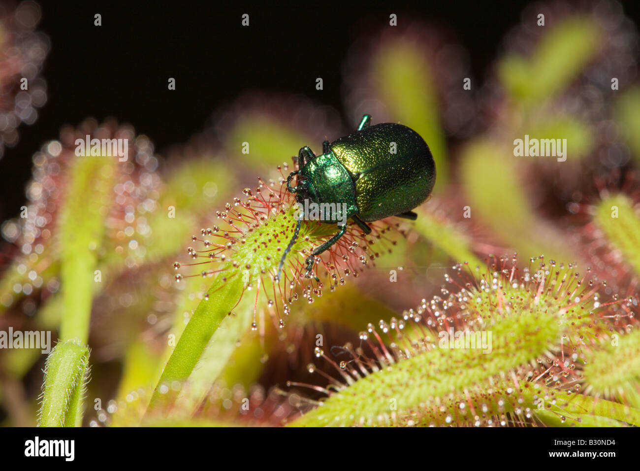 Leaf Beetle sur sundew Drosera Allemagne Bavière Munich Chrysomela Banque D'Images