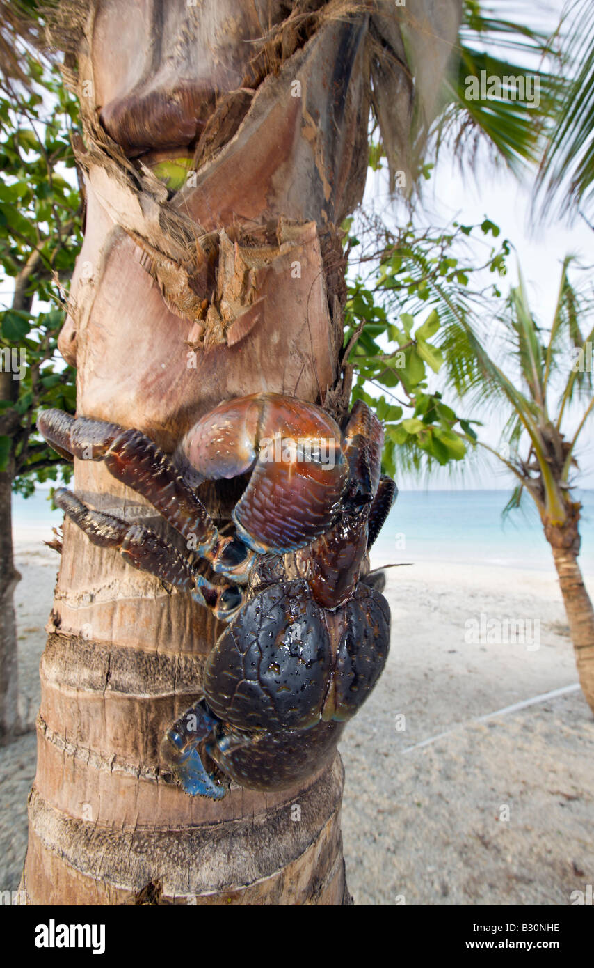 Crabe de cocotier sur crabe voleur Birgus latro Palmtree atoll de Bikini des Îles Marshall Micronésie Océan Pacifique Banque D'Images