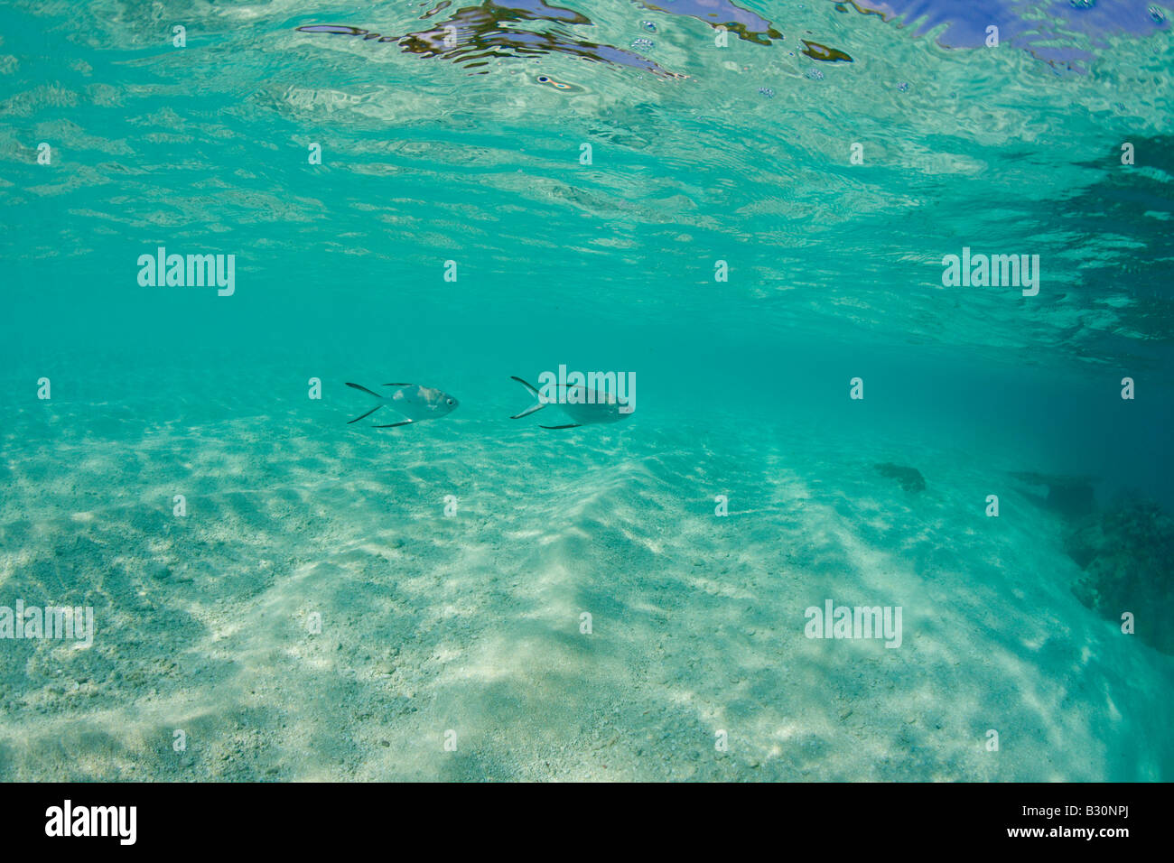 Repéré en Pompanos Trachinotus bailloni lagon peu profond atoll de Bikini des Îles Marshall Micronésie Océan Pacifique Banque D'Images