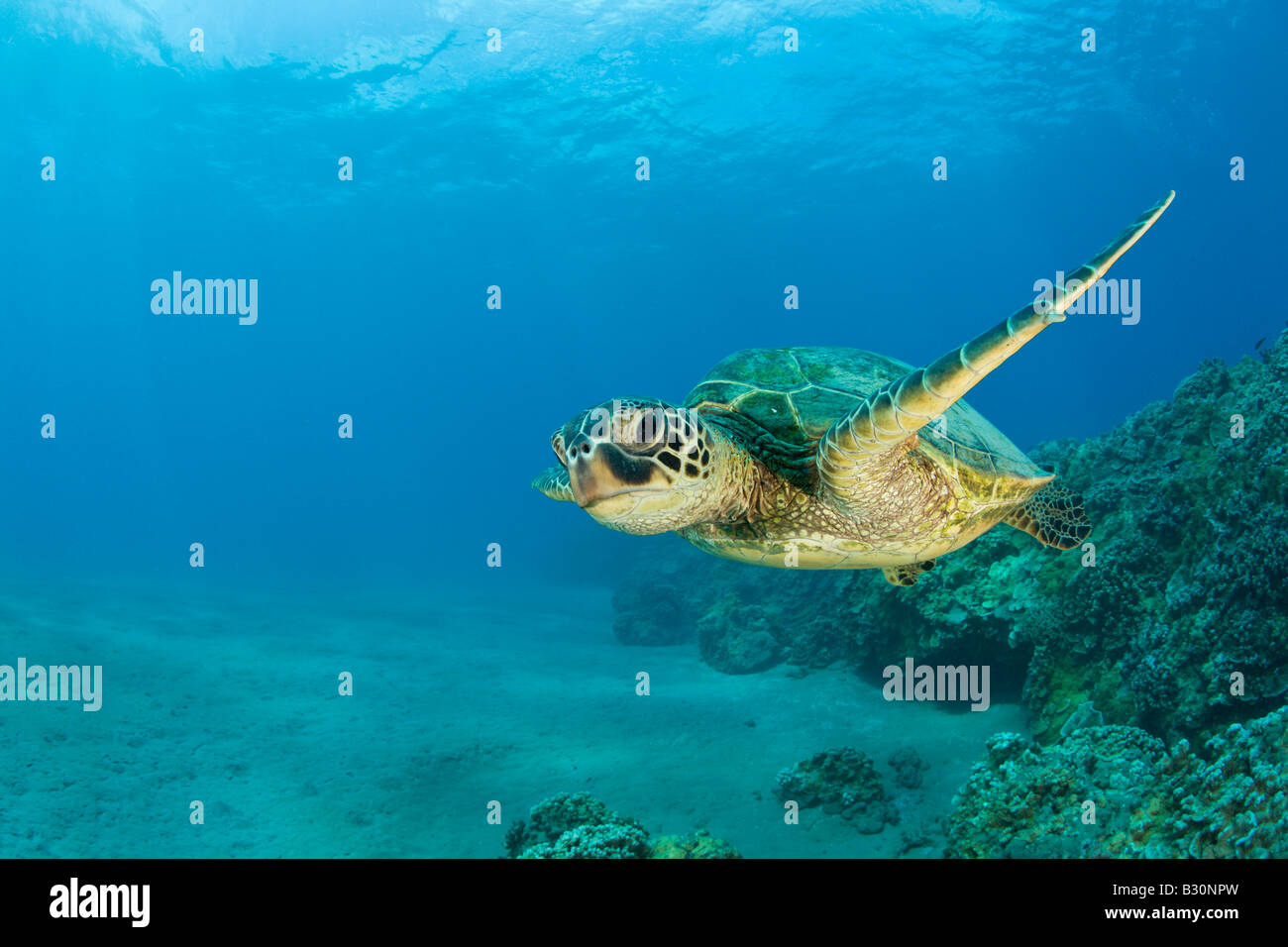 La Tortue verte Chelonia mydas atoll de Bikini des Îles Marshall Micronésie Océan Pacifique Banque D'Images