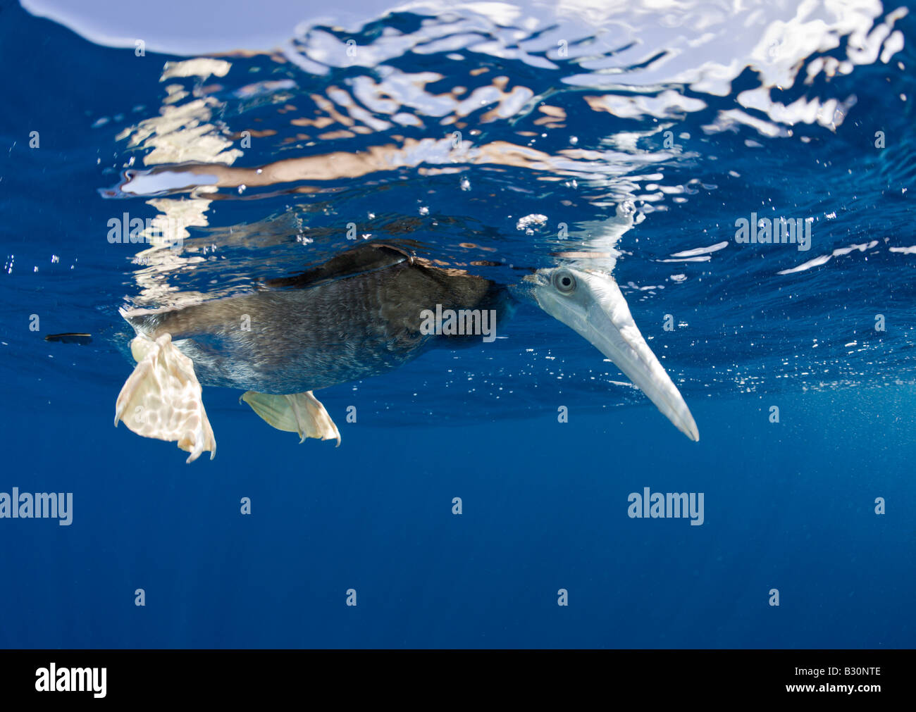 Jeune Fou brun Sula leucogaster atoll de Bikini des Îles Marshall Micronésie Océan Pacifique Banque D'Images