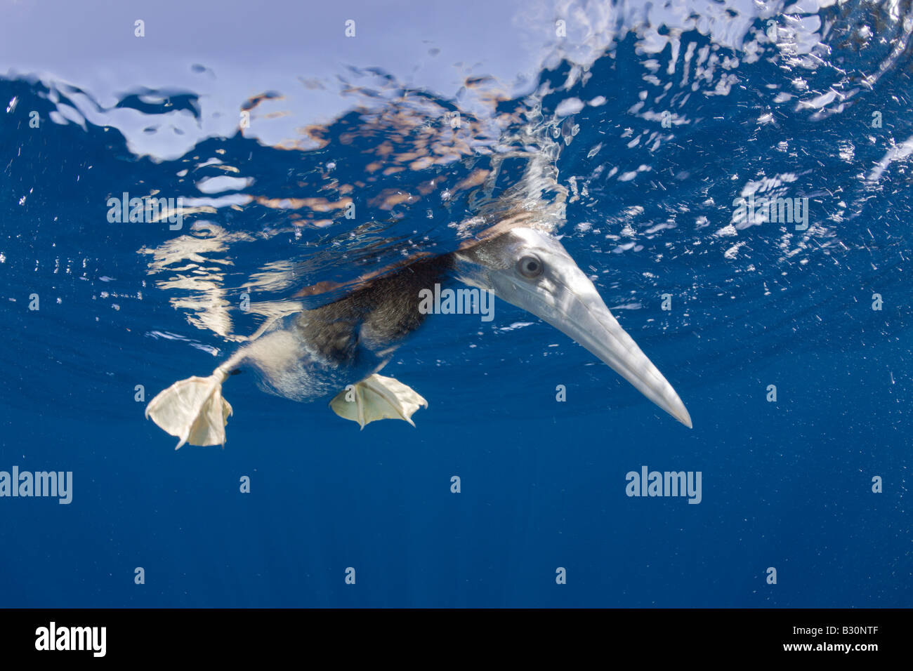 Jeune Fou brun Sula leucogaster atoll de Bikini des Îles Marshall Micronésie Océan Pacifique Banque D'Images
