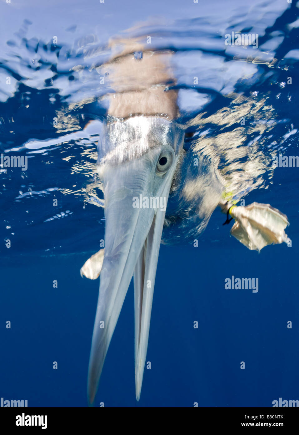 Jeune Fou brun Sula leucogaster atoll de Bikini des Îles Marshall Micronésie Océan Pacifique Banque D'Images