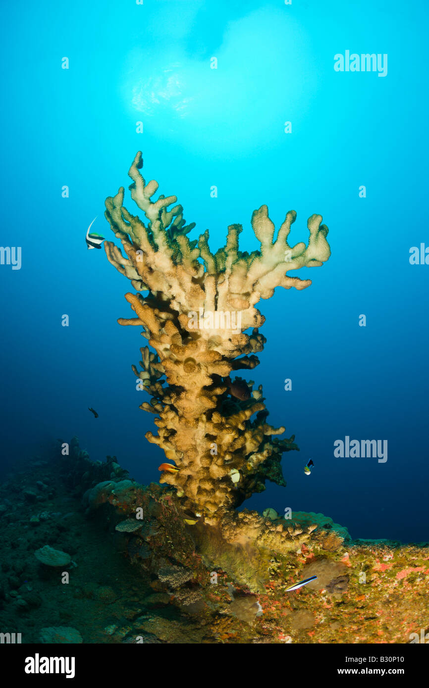 Coral Grand Feu au bas de l'épave HIJMS Cuirassé Nagato atoll de Bikini des Îles Marshall Micronésie Océan Pacifique Banque D'Images