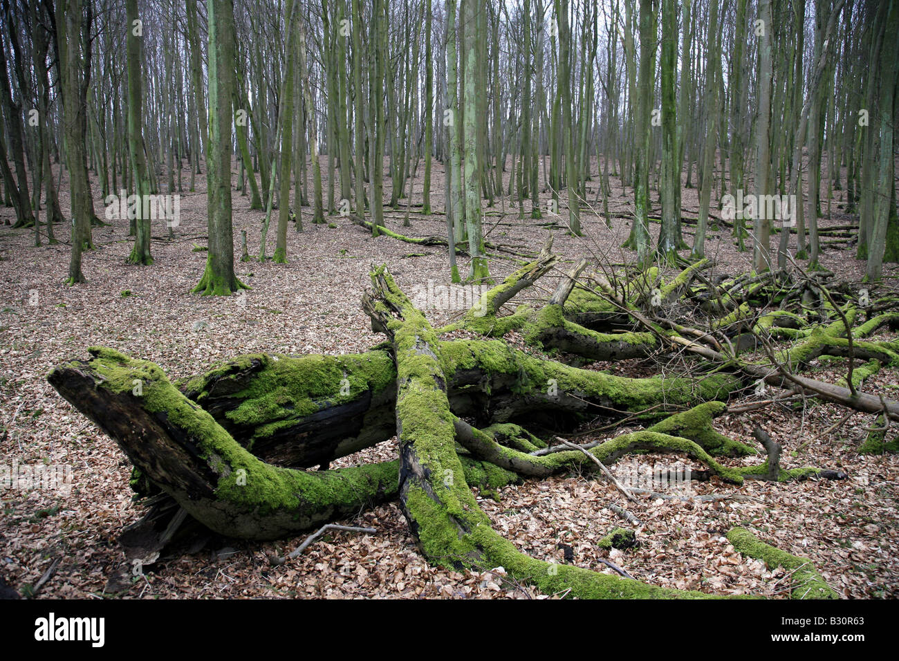 Fagus sylvatica, le hêtre commun Banque D'Images