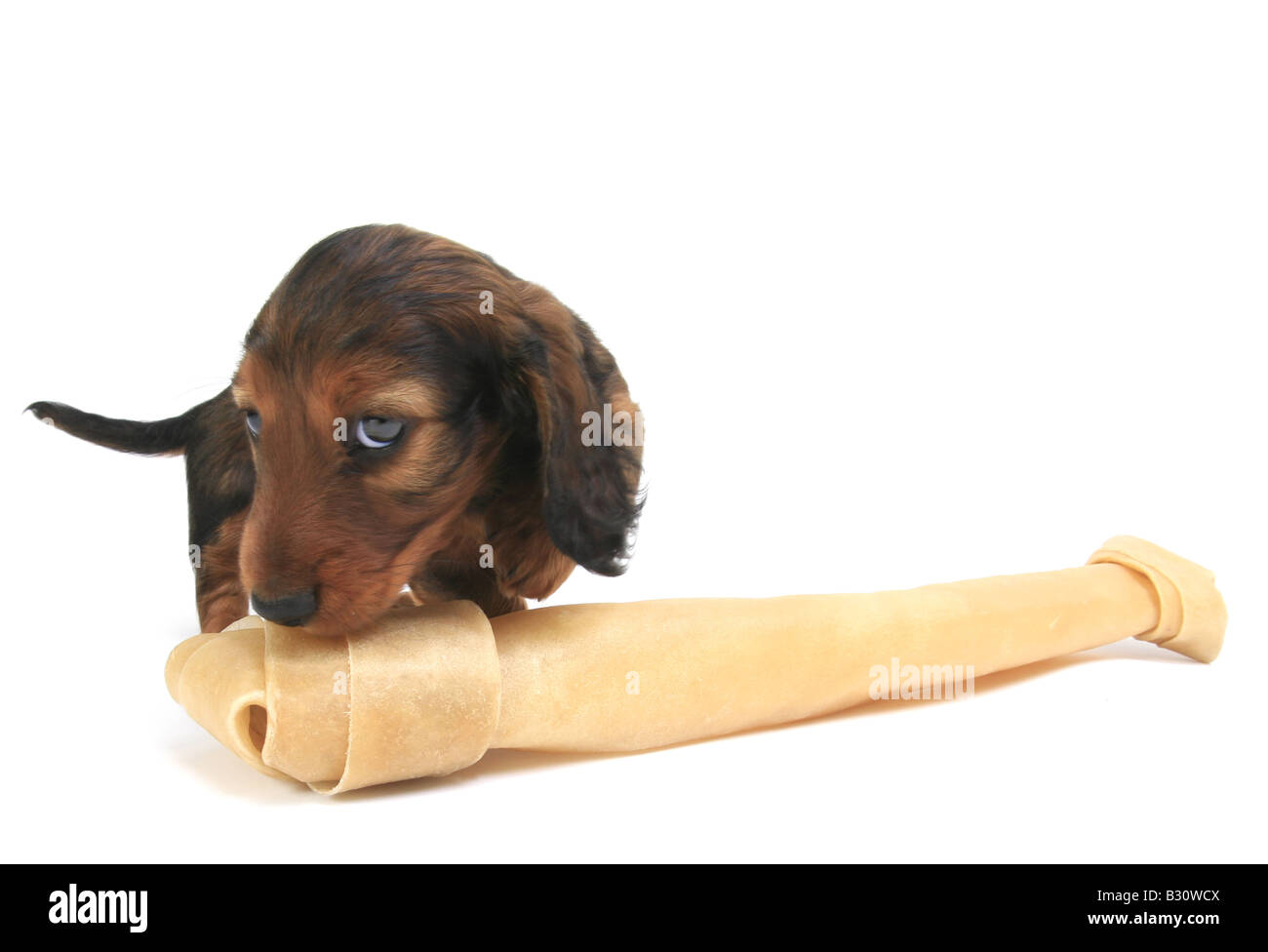 Canis lupus f. familiaris, saucisse chien, chien domestique Banque D'Images