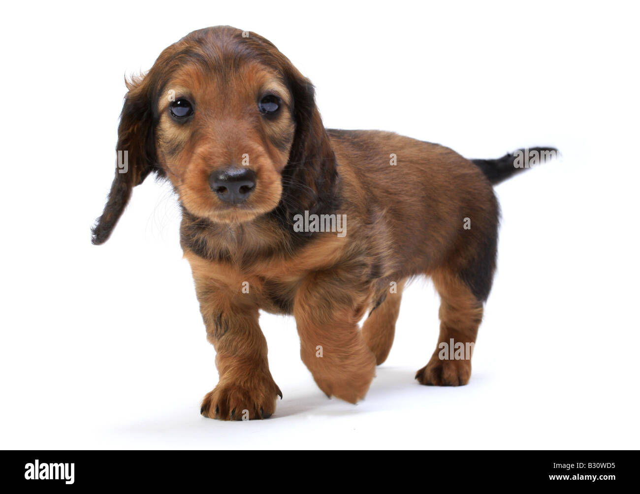 Canis lupus f. familiaris, saucisse chien, chien domestique Banque D'Images