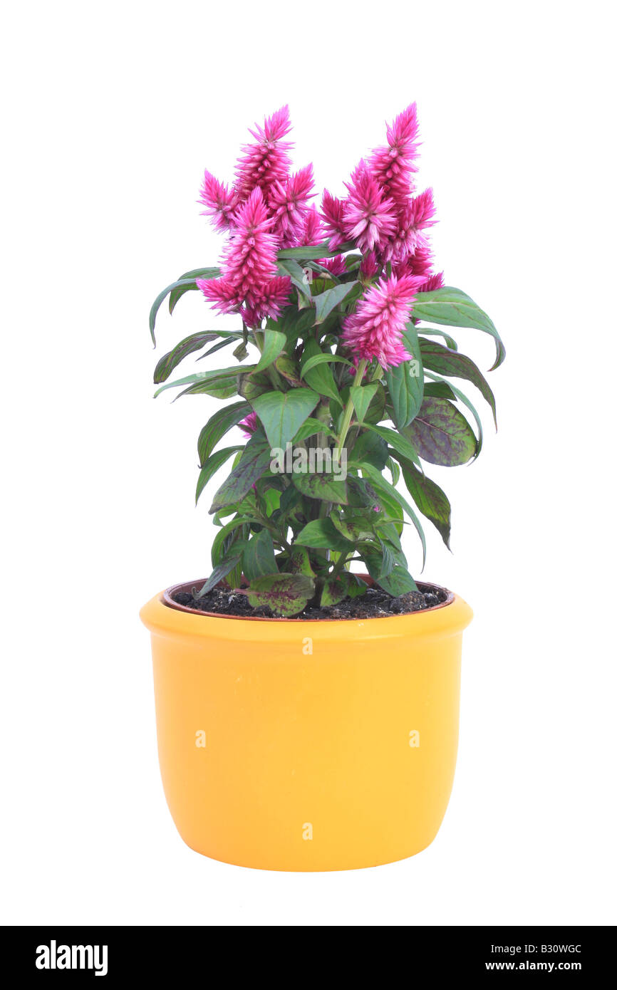 Celosia Venezuela Caracas, Celosia argentea Plumosa, Celosia plumosa, empanaché cockscomb, d'épilobes, épinard rouge Banque D'Images