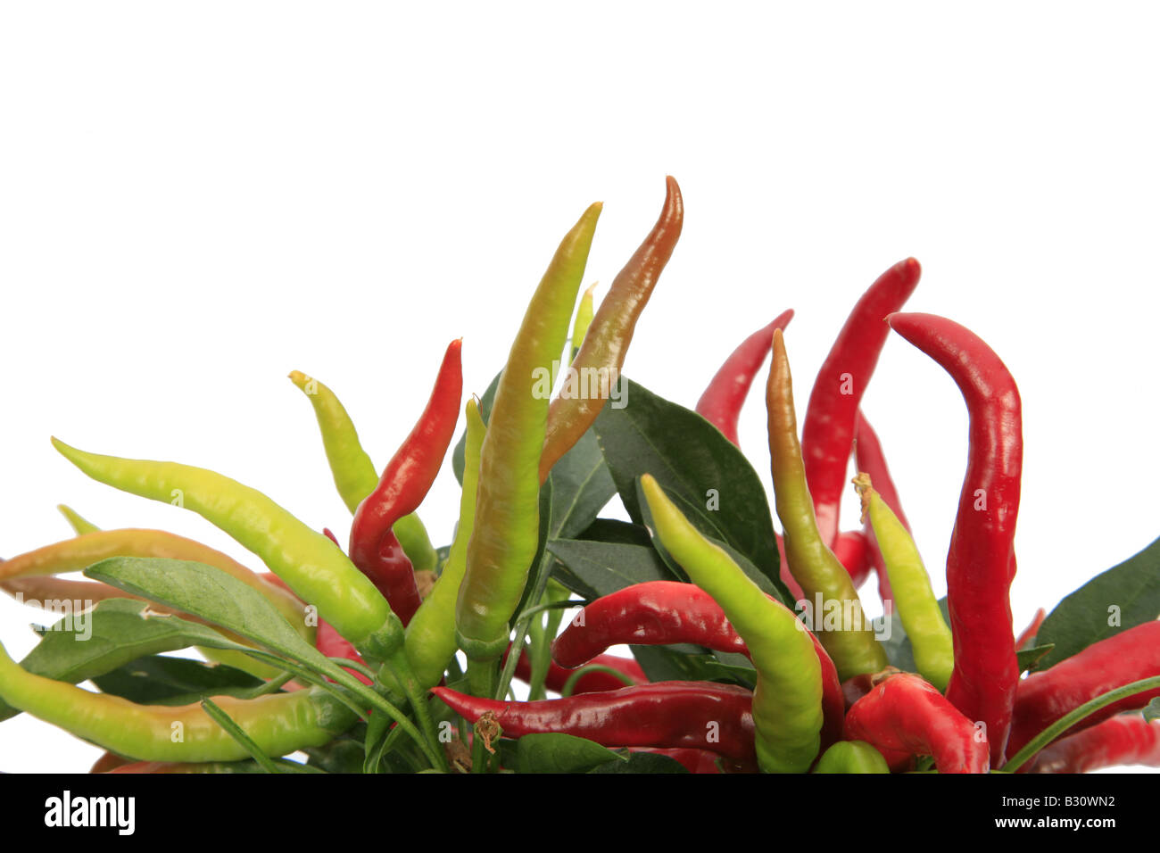 Capsicum annuum, piment, paprika Banque D'Images