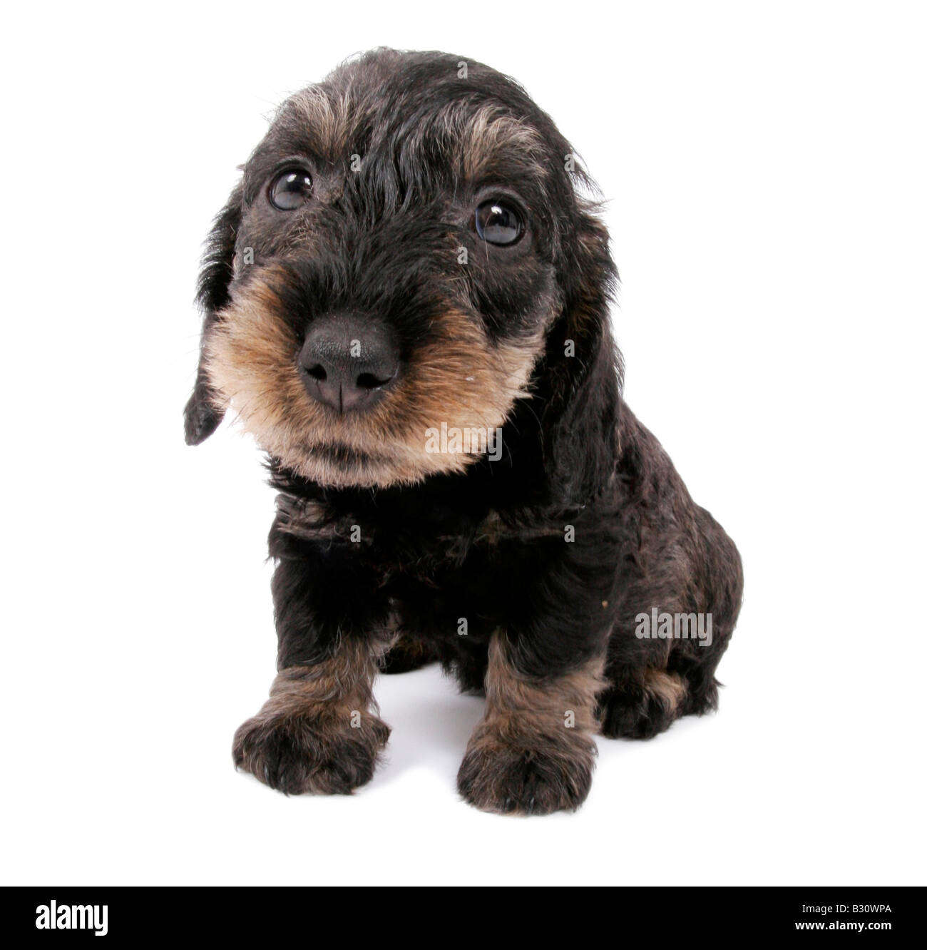 Canis lupus f. familiaris, saucisse chien, chien domestique Banque D'Images
