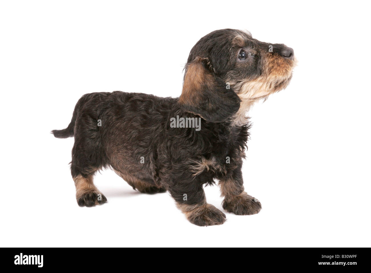 Canis lupus f. familiaris, saucisse chien, chien domestique Banque D'Images