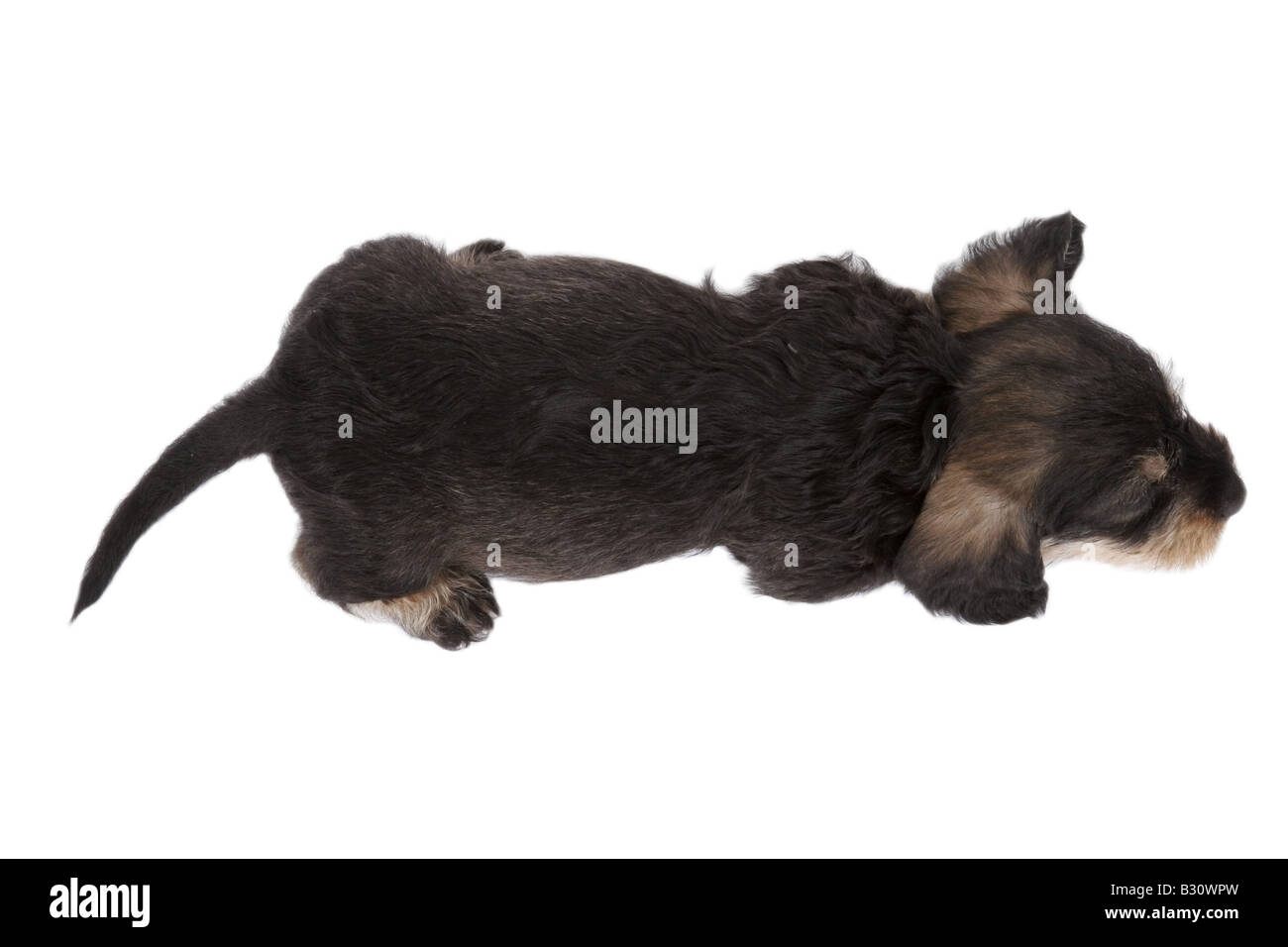 Canis lupus f. familiaris, saucisse chien, chien domestique Banque D'Images