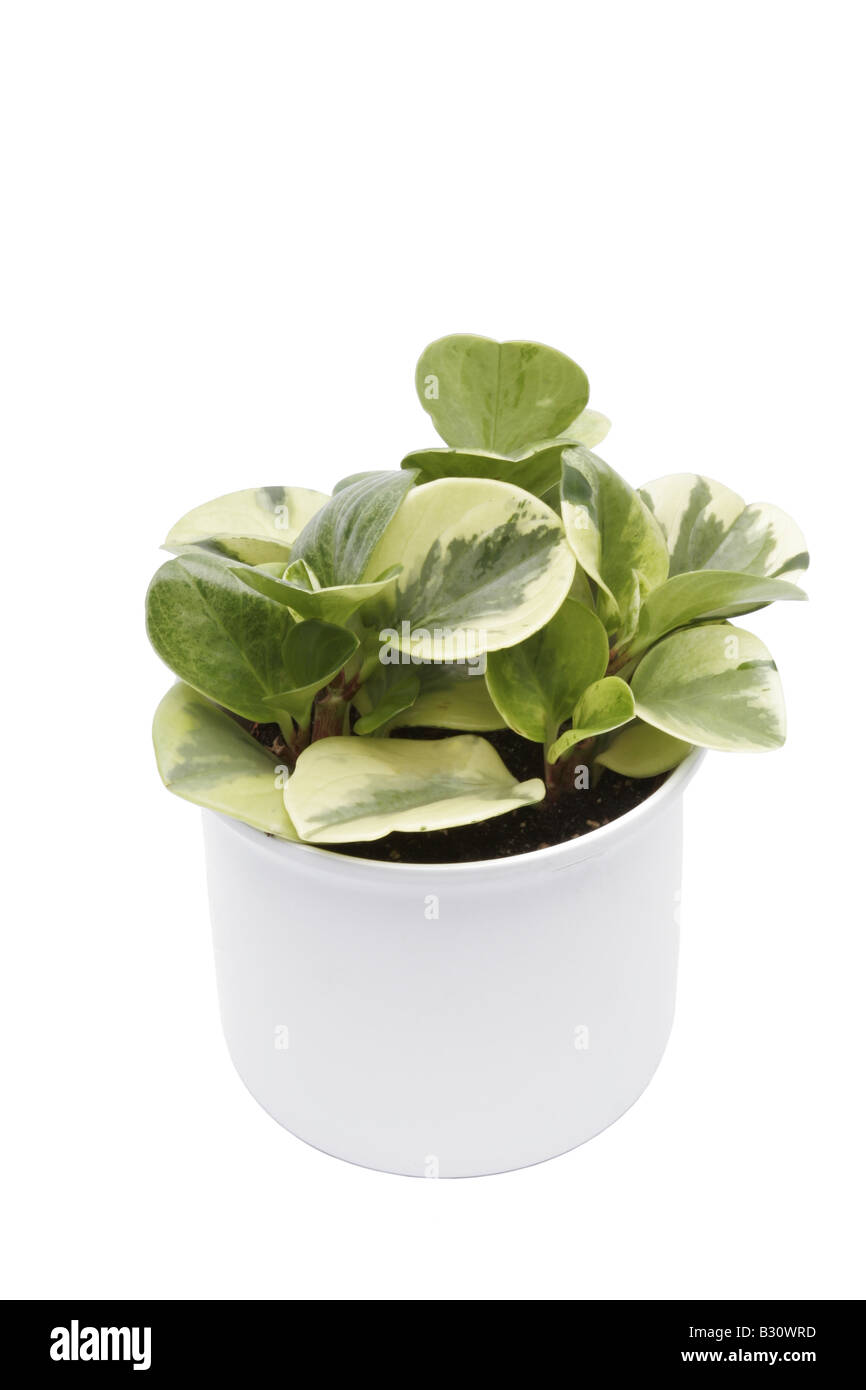 Peperomia obtusifolia larmes de crocodile, Peperomia obtusifolia 'larmes de crocodile', Peperomia, larmes de crocodile, usine de caoutchouc Bébé Banque D'Images