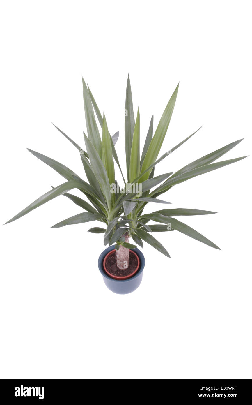 Yucca Yucca elephantipes, Éléphant Banque D'Images