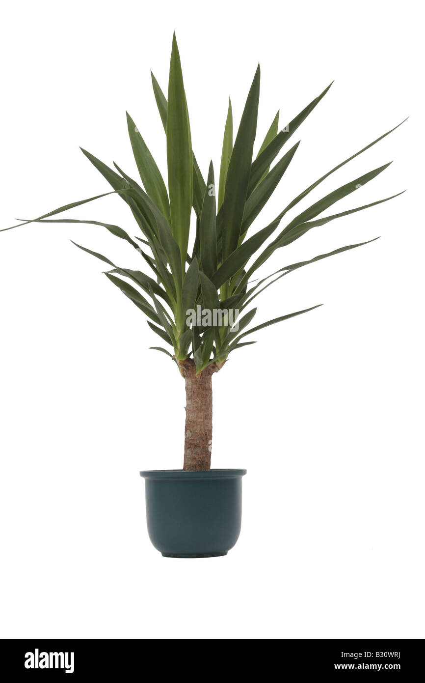 Yucca Yucca elephantipes, Éléphant Banque D'Images