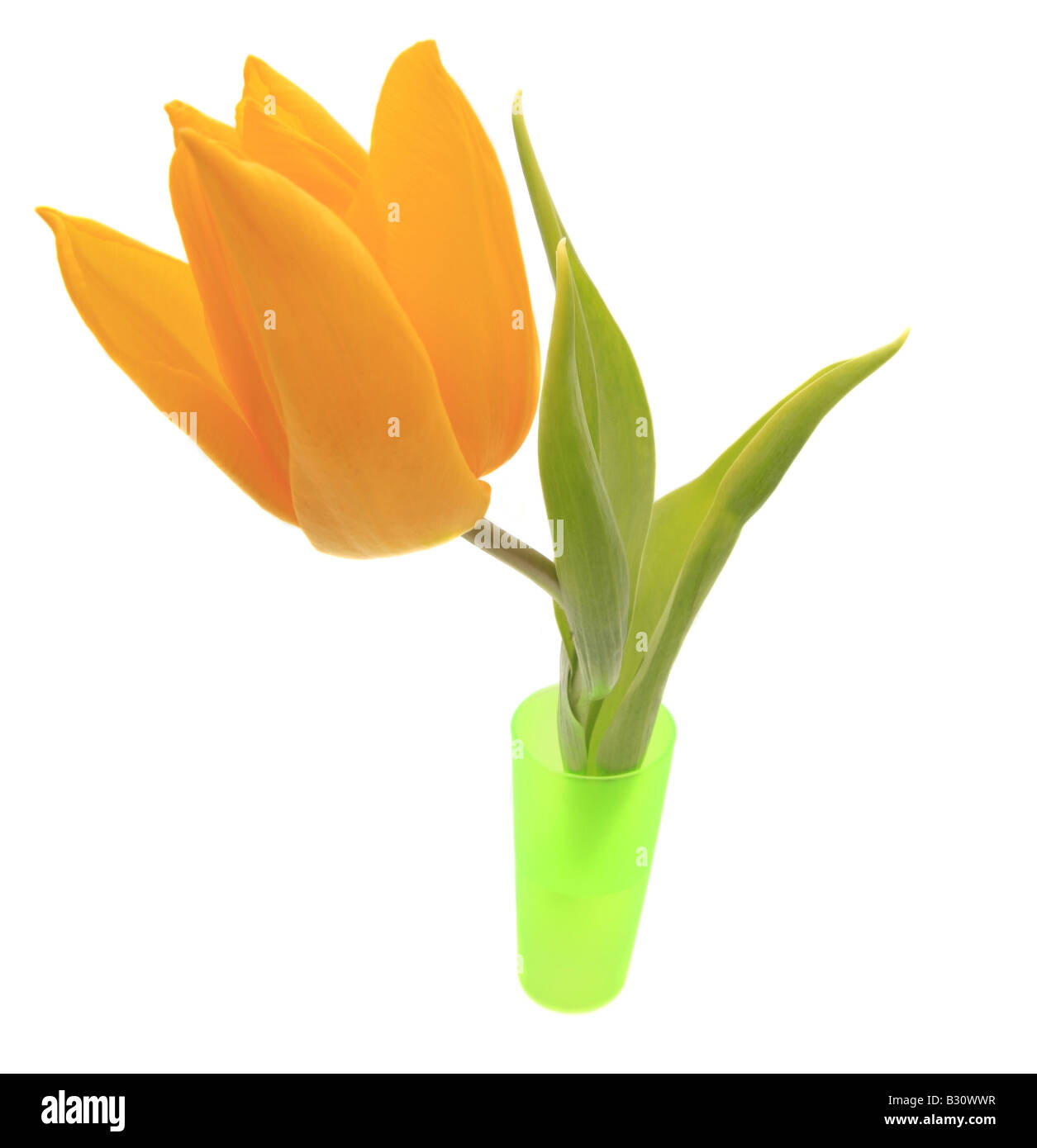 Tulipa Gesneriana tulipe jardin commun, Banque D'Images