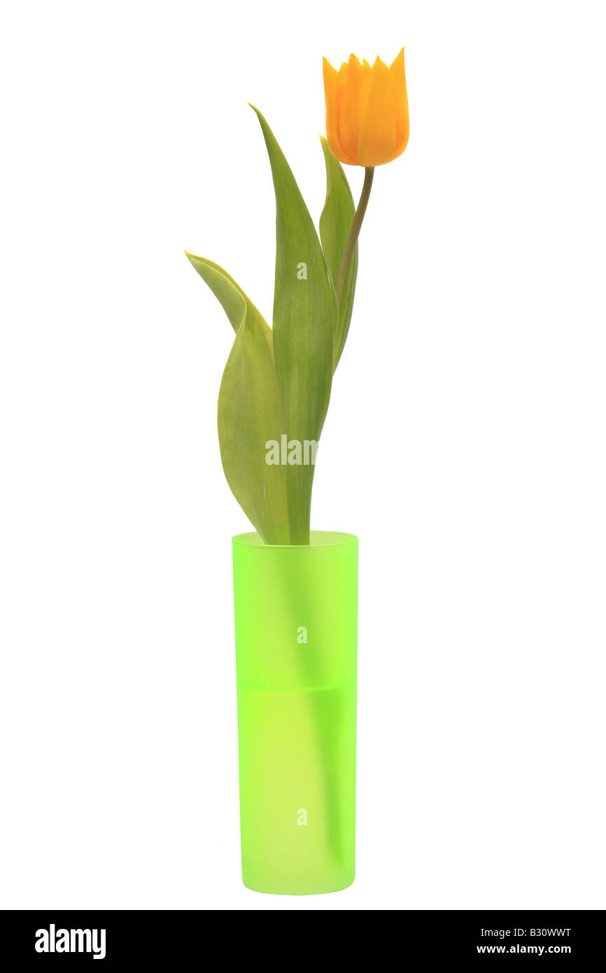 Tulipa Gesneriana tulipe jardin commun, Banque D'Images