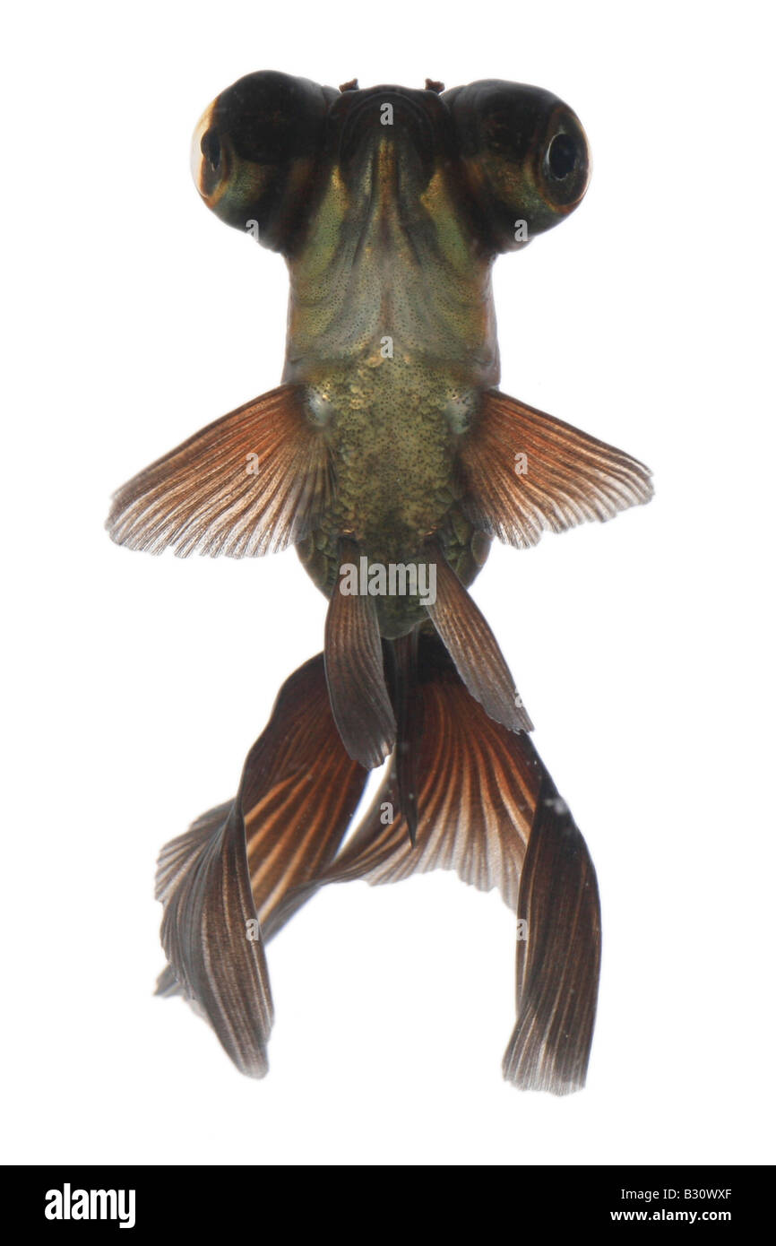 Carassius auratus, télescope chinois moor goldfish, carpe, black moor, breitschwanz moor, globe, œil demekin Banque D'Images
