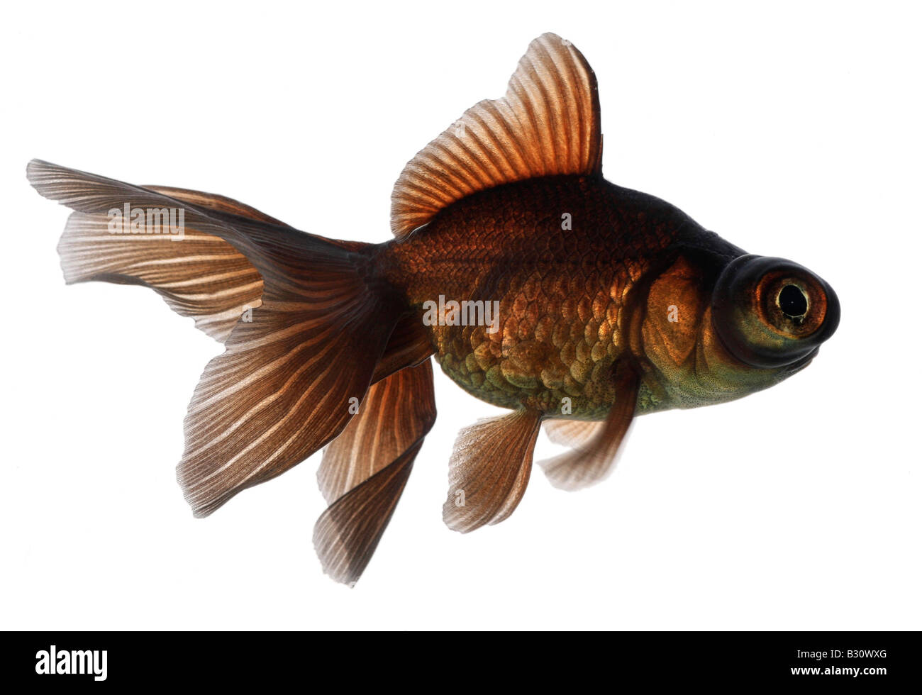 Carassius auratus, télescope chinois moor goldfish, carpe, black moor, breitschwanz moor, globe, œil demekin Banque D'Images