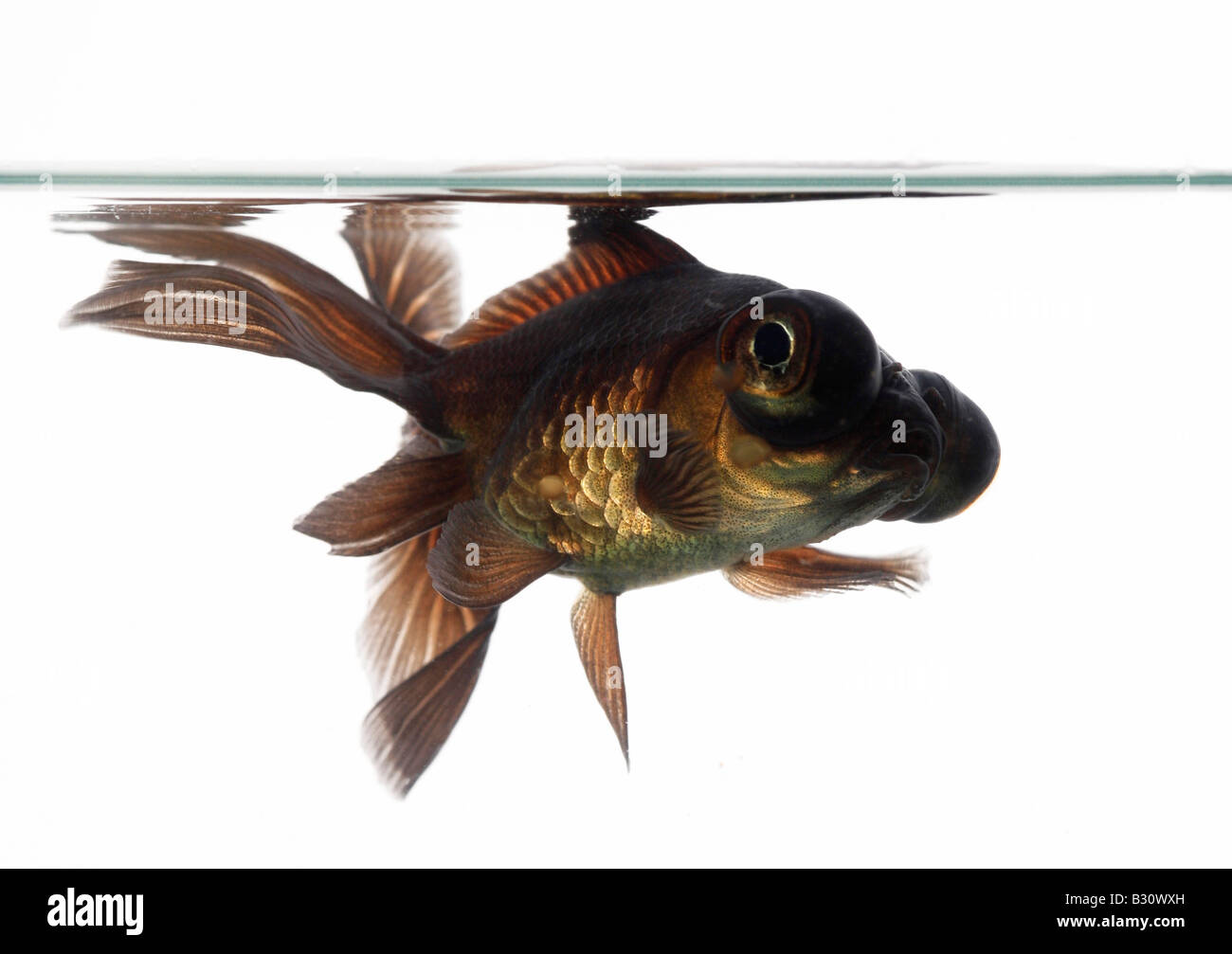 Carassius auratus, télescope chinois moor goldfish, carpe, black moor, breitschwanz moor, globe, œil demekin Banque D'Images