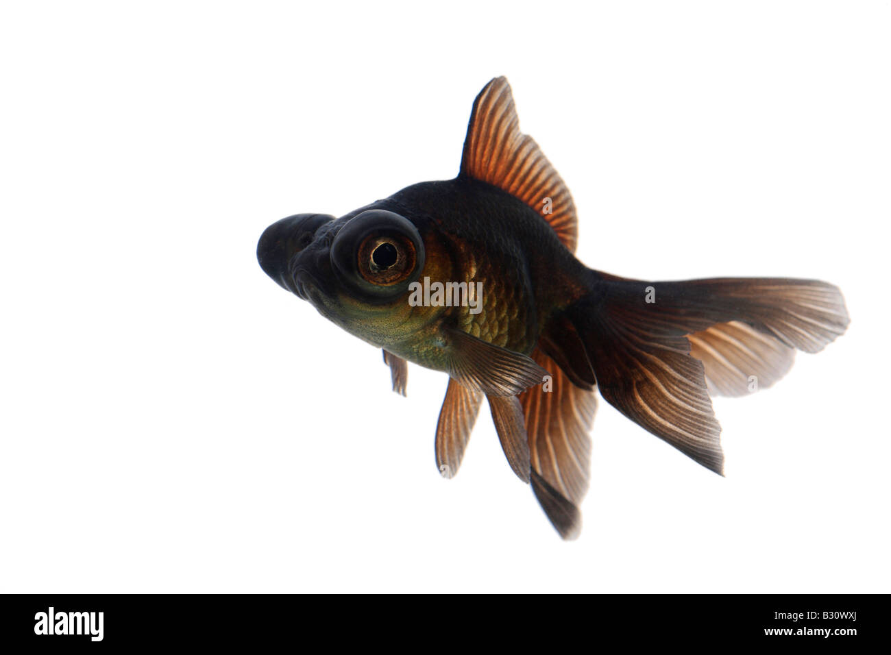 Carassius auratus, télescope chinois moor goldfish, carpe, black moor, breitschwanz moor, globe, œil demekin Banque D'Images