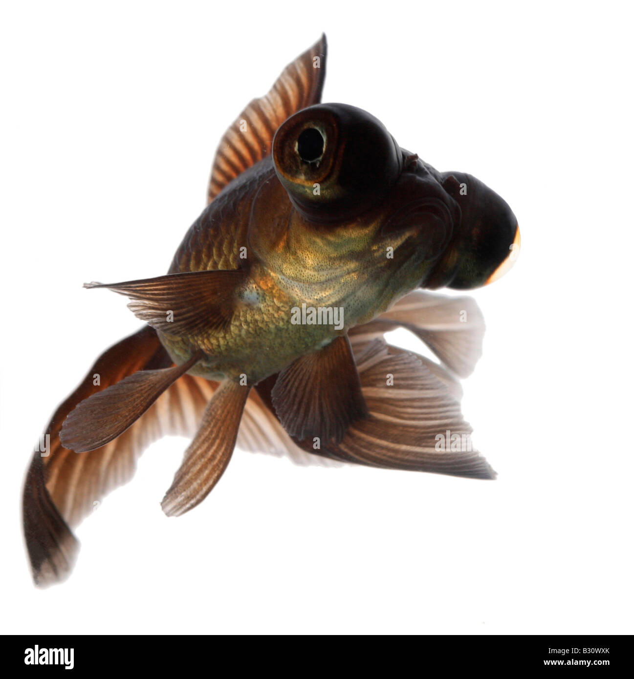 Carassius auratus, télescope chinois moor goldfish, carpe, black moor, breitschwanz moor, globe, œil demekin Banque D'Images