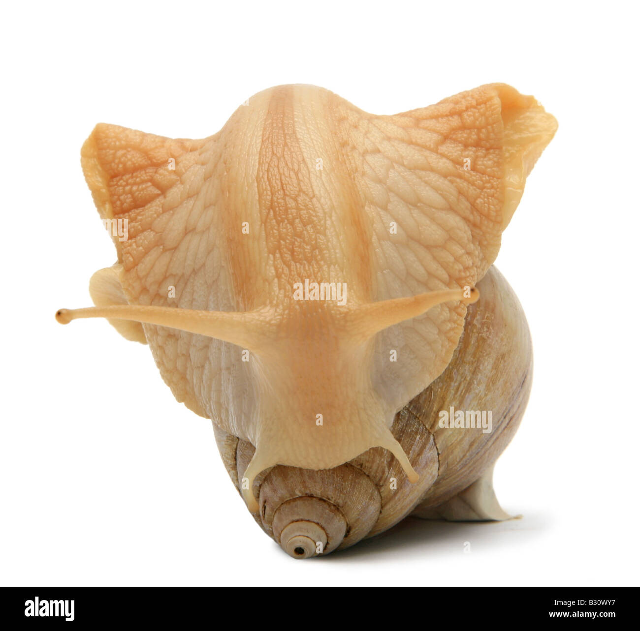 Achatina immaculata panthera var. bicolore, rose-lipped agate, escargot, escargot blonde immacs géant, l'escargot africain géant, Banque D'Images Achatina immaculata panthera var. bicolore, rose-lipped agate, escargot, escargot blonde immacs géant, l'escargot africain géant, Banque D'Images