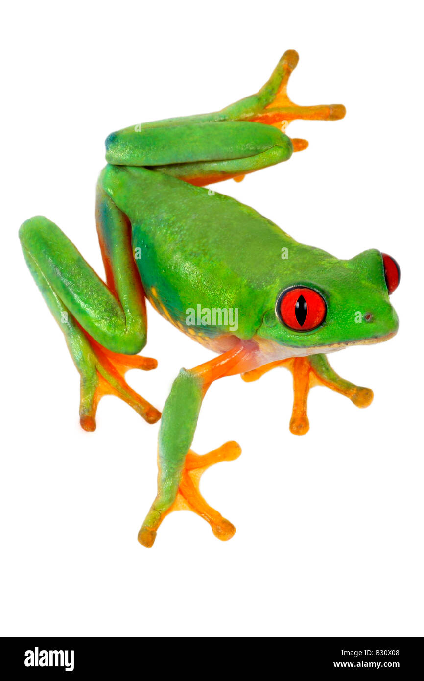 Agalychnis callidryas, red-eyed treefrog treefrog, redeyed, redeye, treefrog treefrog, yeux rouges yeux rouges frog Banque D'Images