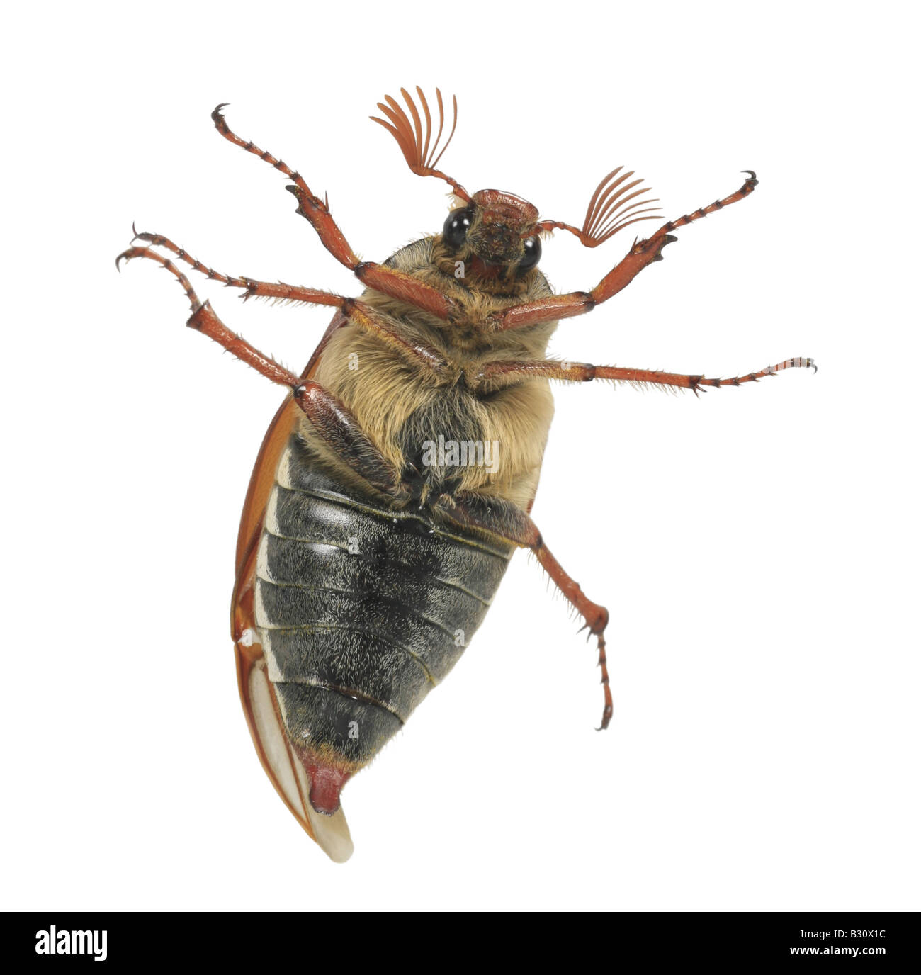 Melolontha melolontha, common cockchafer, maybug Banque D'Images