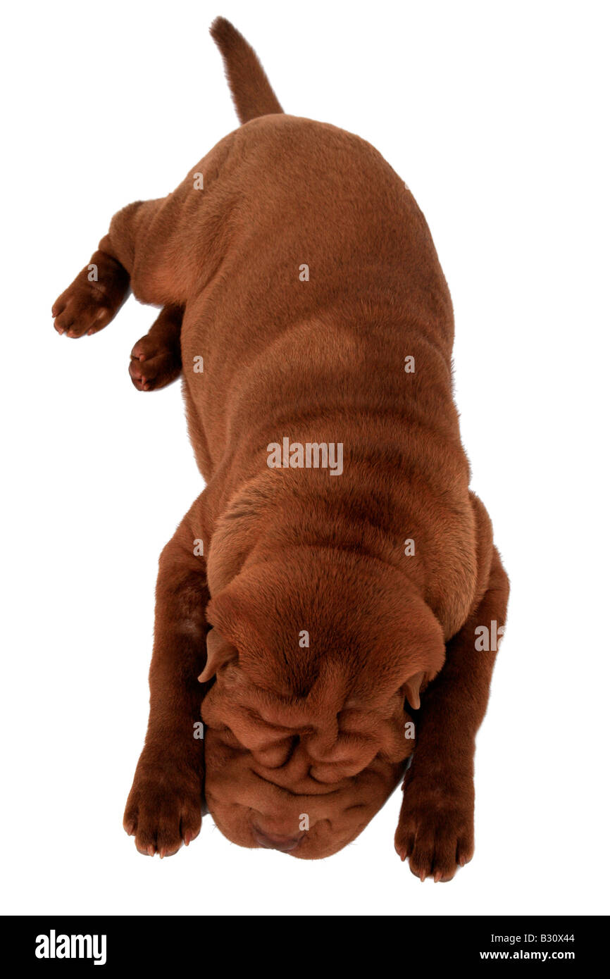 Shar Pei, Sharpei, Canis lupus f. familiaris, Shar Pei Shar-Pei Chinois, Banque D'Images