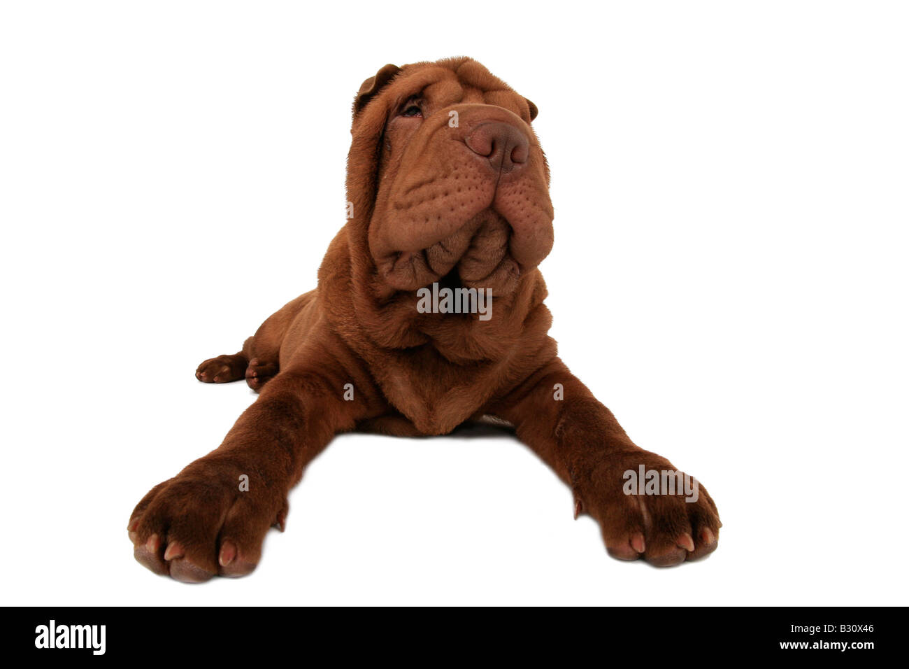 Shar Pei, Sharpei, Canis lupus f. familiaris, Shar Pei Shar-Pei Chinois, Banque D'Images