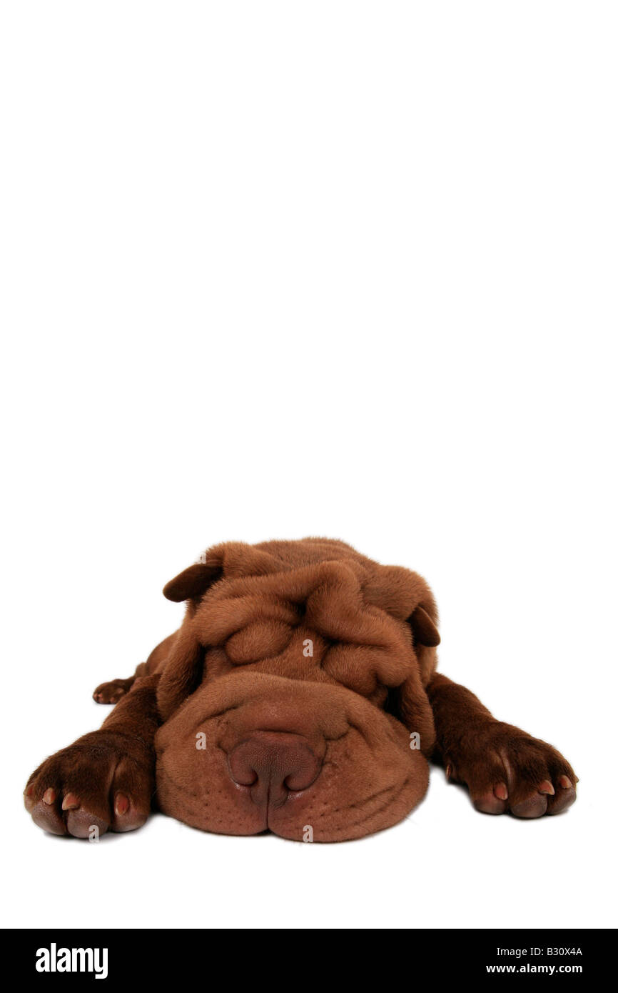 Shar Pei, Sharpei, Canis lupus f. familiaris, Shar Pei Shar-Pei Chinois, Banque D'Images