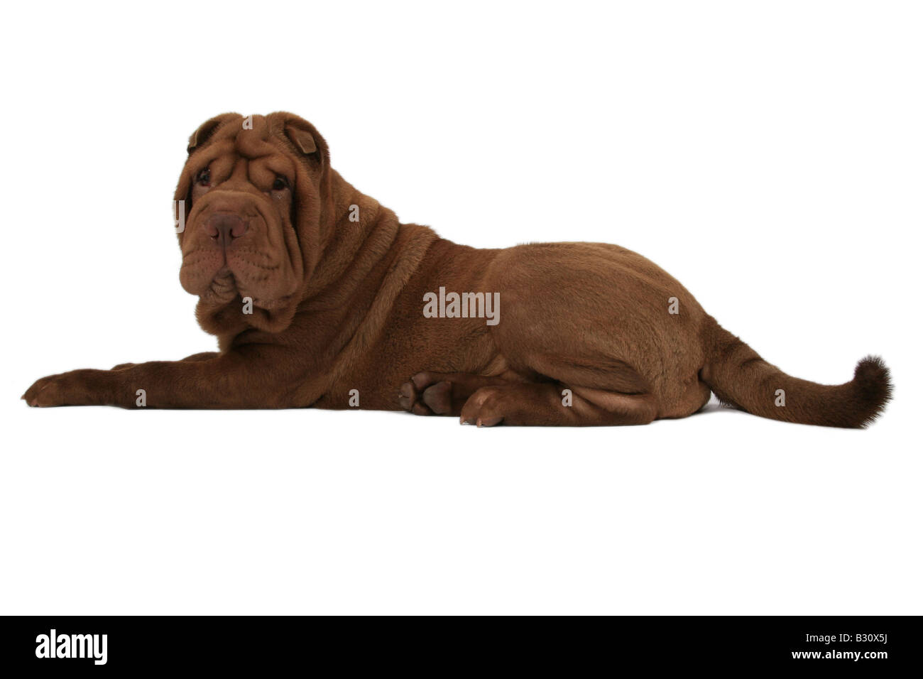 Shar Pei, Sharpei, Canis lupus f. familiaris, Shar Pei Shar-Pei Chinois, Banque D'Images Shar Pei, Sharpei, Canis lupus f. familiaris, Shar Pei Shar-Pei Chinois, Banque D'Images