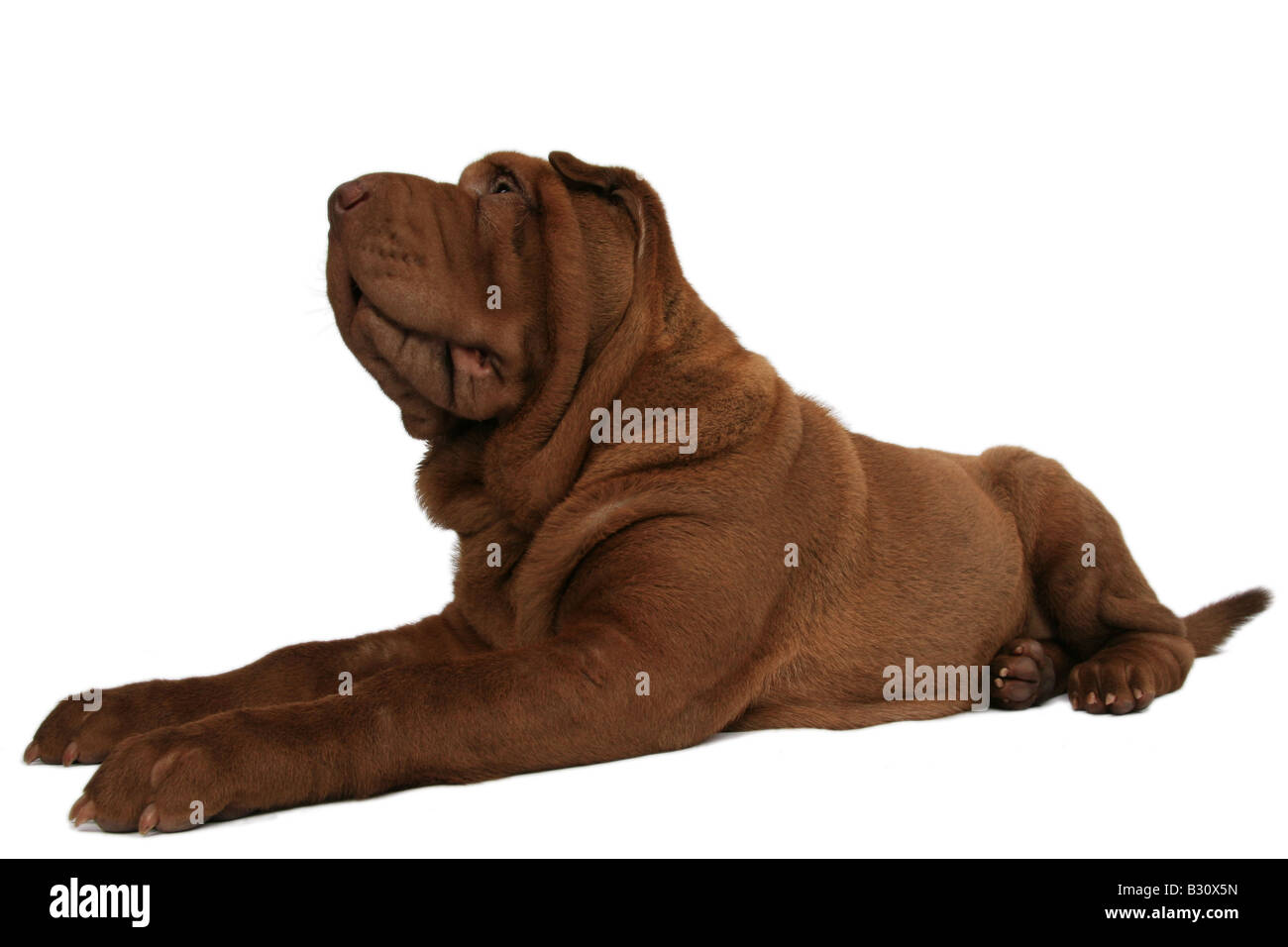 Shar Pei, Sharpei, Canis lupus f. familiaris, Shar Pei Shar-Pei Chinois, Banque D'Images