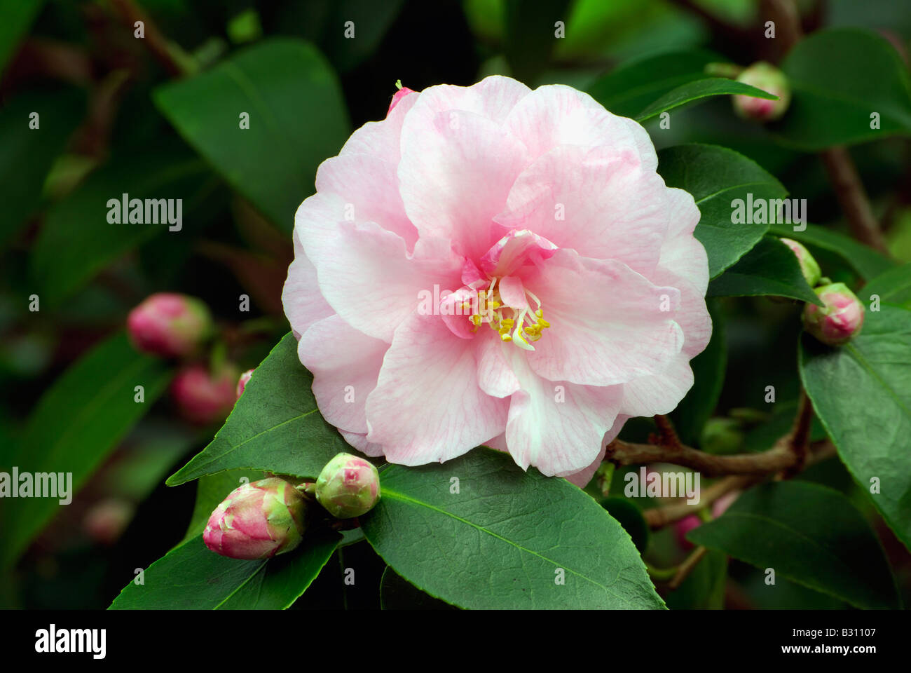 Camellia cuspidata cultivar Spring Festival Banque D'Images