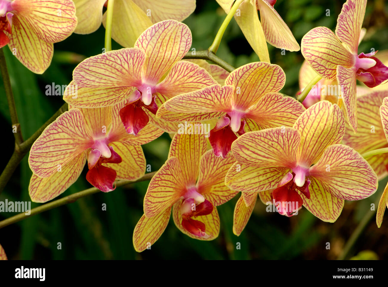 Phalaenopsis orchidée hybride jaune et rose Banque D'Images