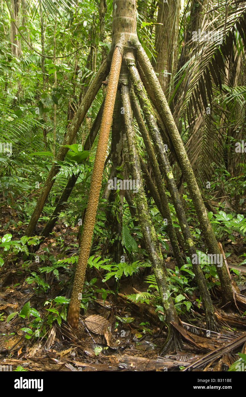 La marche (Socratea exorrhiza) Palm racines échasses lui permettent de changer de position dans la recherche de la lumière du soleil forêt Amazon Equateur peut Banque D'Images La marche (Socratea exorrhiza) Palm racines échasses lui permettent de changer de position dans la recherche de la lumière du soleil forêt Amazon Equateur peut Banque D'Images