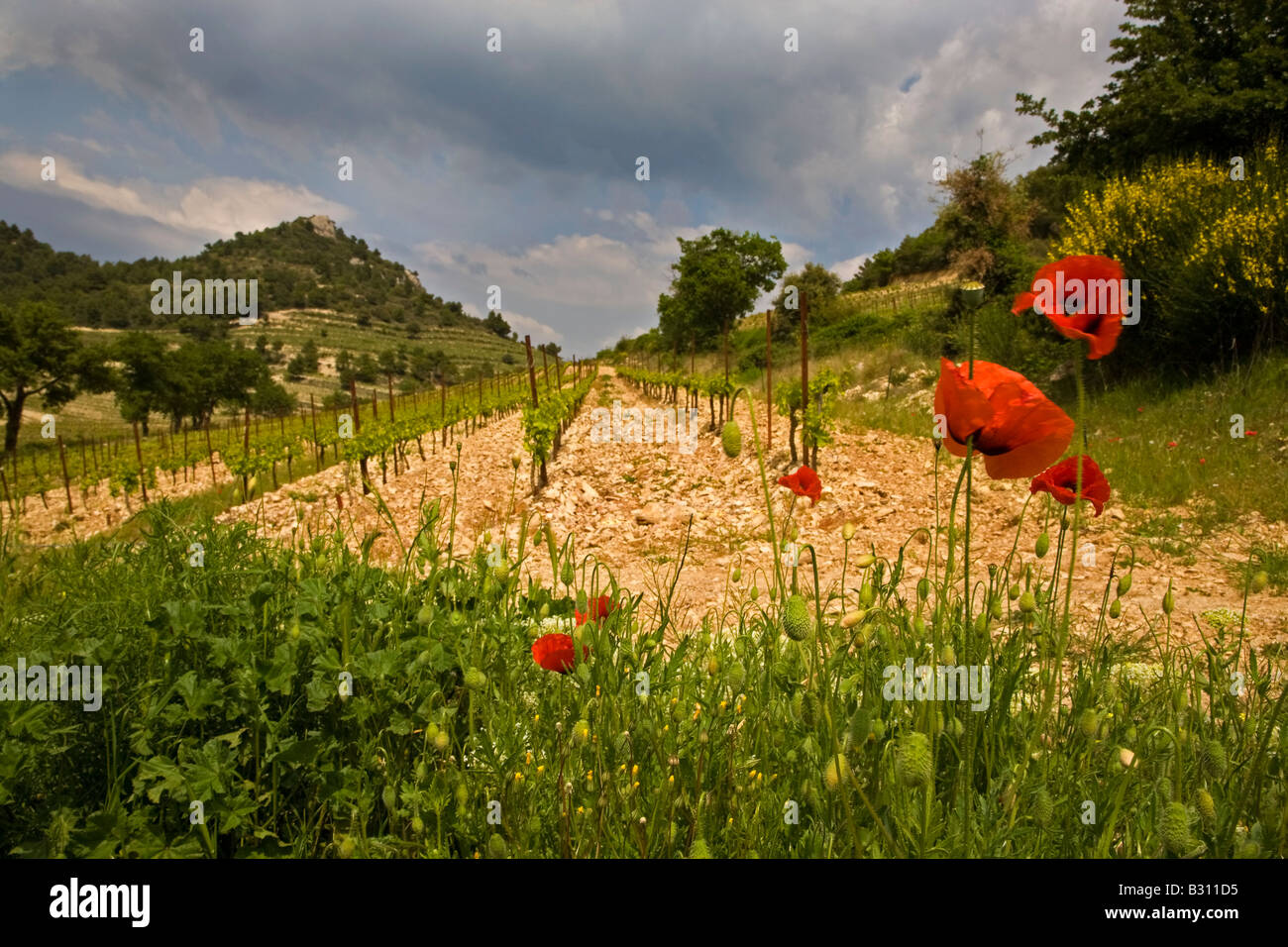 Vignoble au milieu des coquelicots et de dentelles, près de Gigondas, Provence, France Banque D'Images