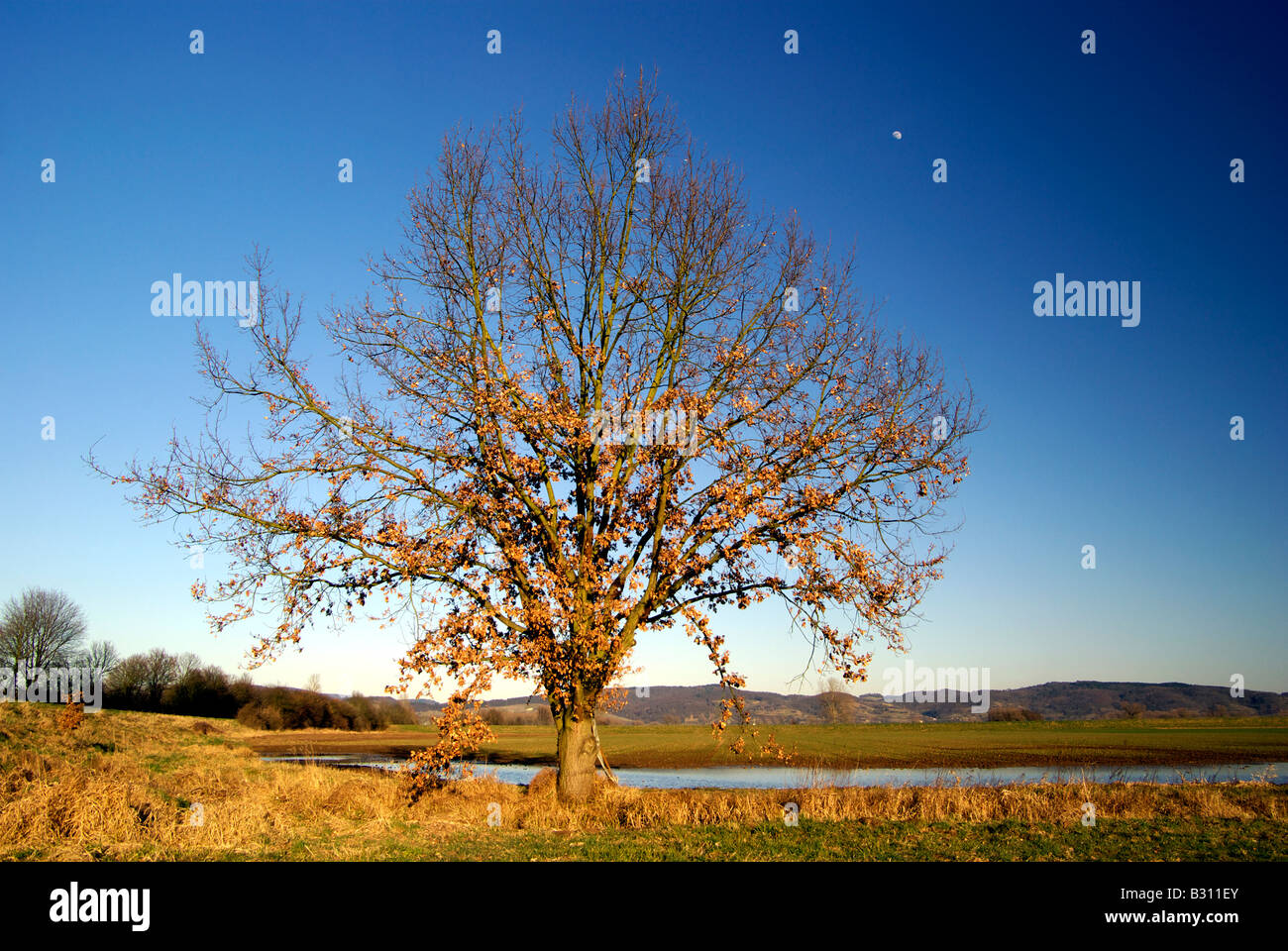 Quercus robur chêne en hiver Banque D'Images