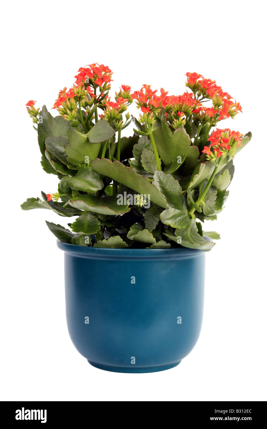 Kalanchoe blossfeldiana, brillante étoile, flaming katy, Madagascar widow's thrill Banque D'Images