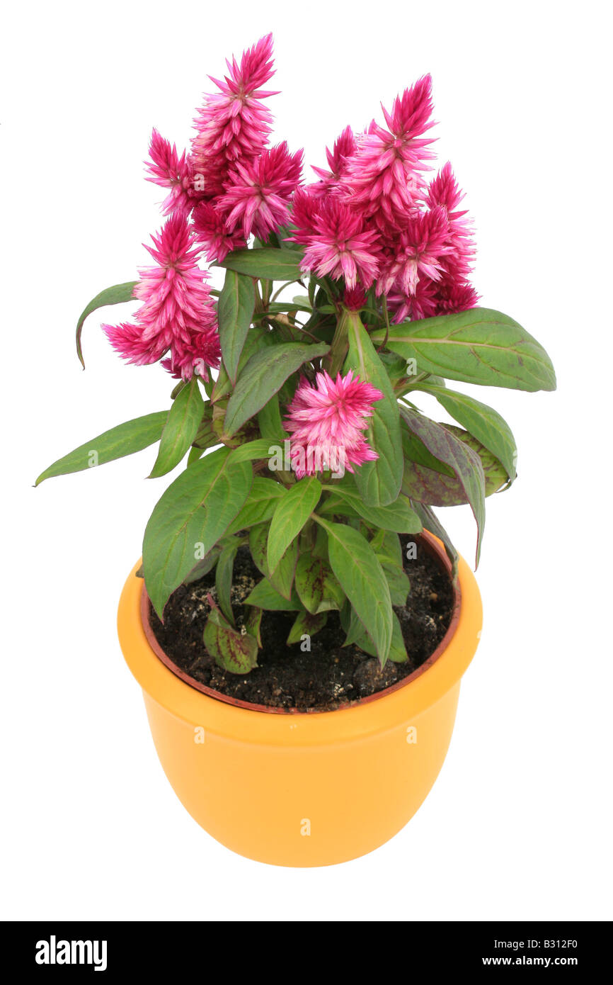 Celosia Venezuela Caracas, Celosia argentea Plumosa, Celosia plumosa, empanaché cockscomb, d'épilobes, épinard rouge Banque D'Images