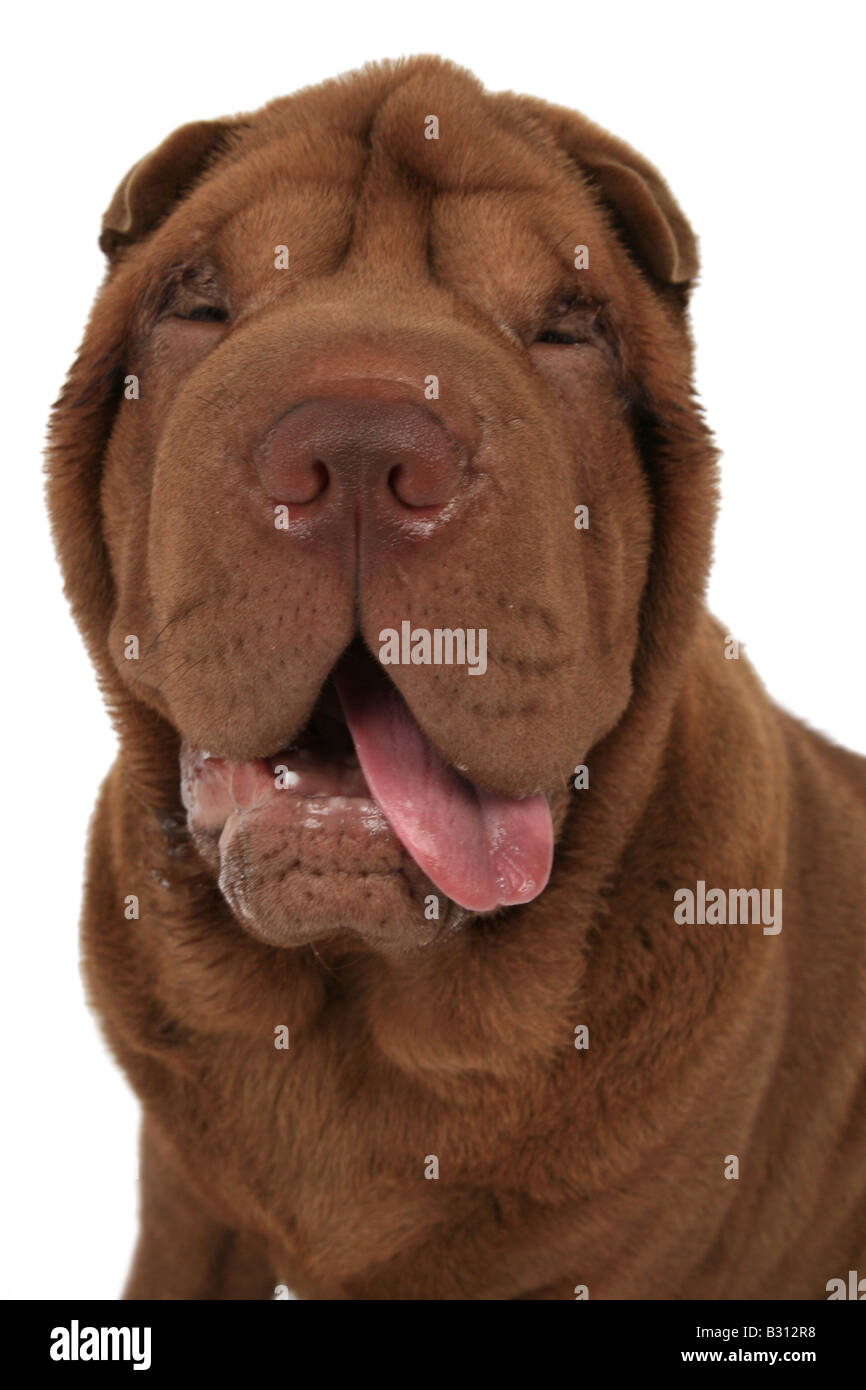 Shar Pei, Sharpei, Canis lupus f. familiaris, Shar Pei Shar-Pei Chinois, Banque D'Images