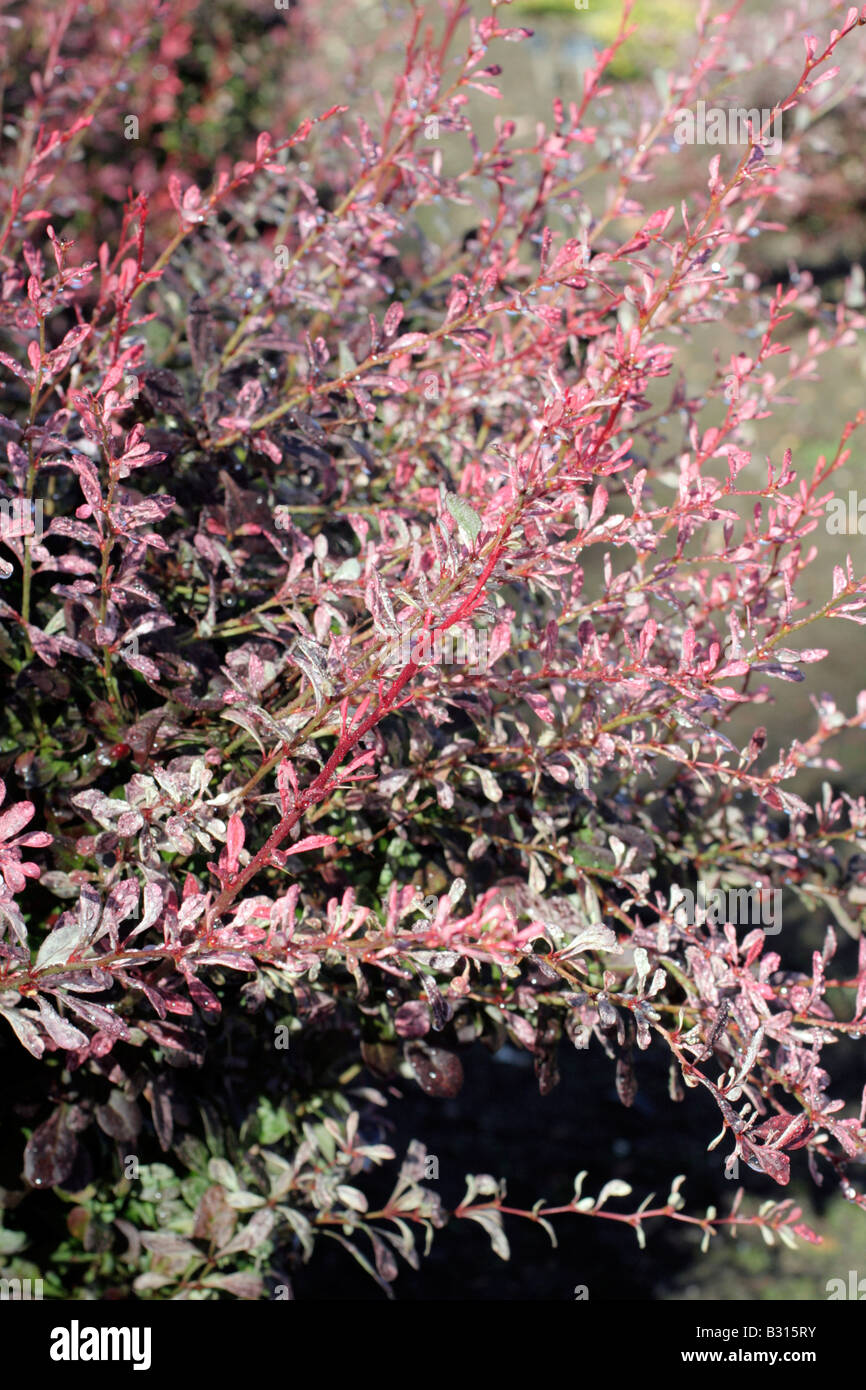 BERBERIS THUNBERGII Rosy Rocket Banque D'Images