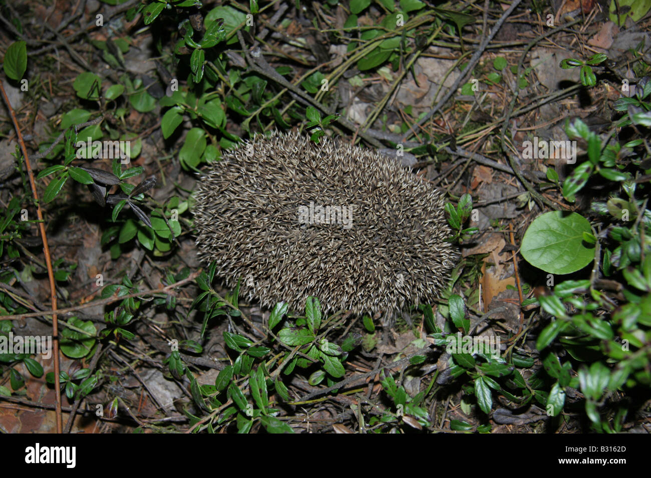 Une forêt hedgehog adoptant une position défensive roulés dans une boule serrée avec ses épines en saillie. Banque D'Images